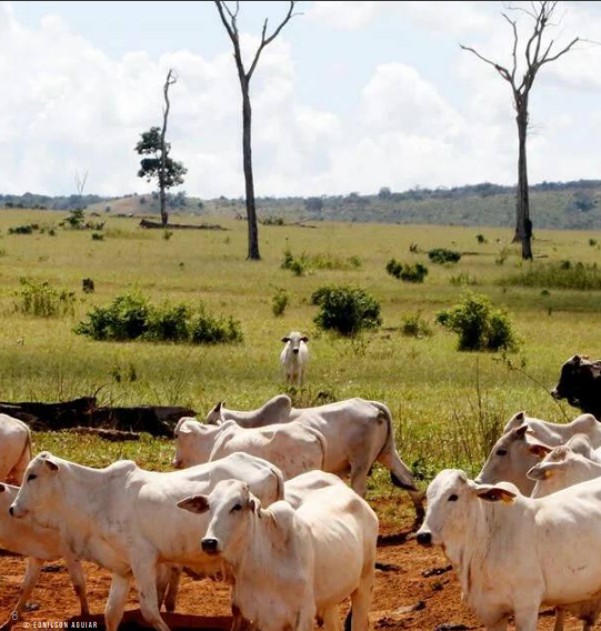 Billions Lost as Secret Financial Networks Fuel Forest Destruction in Brazil and Cameroon — Global Issues