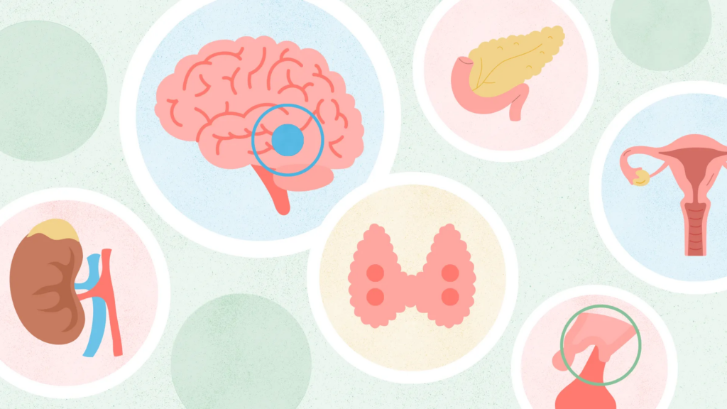 Endocrine System: What It Is, Function, Anatomy, and Diseases