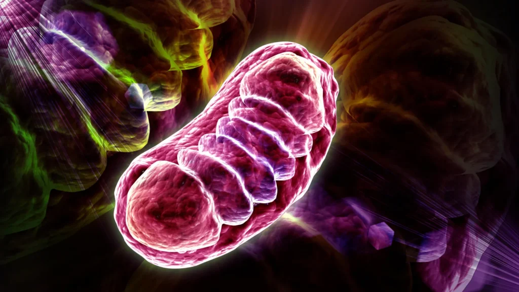 Scientists discover a hidden cause of aging cells that can be reversed