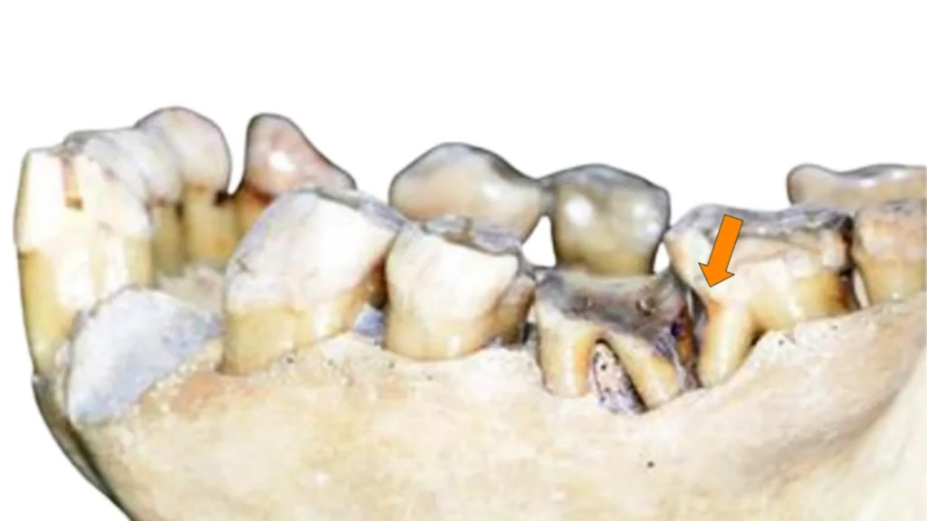 Scientists may have debunked one of humanity’s oldest habits