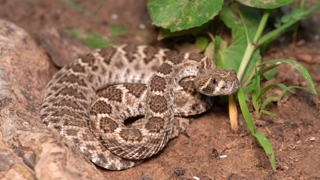 Scientists just debunked a dangerous baby rattlesnake myth