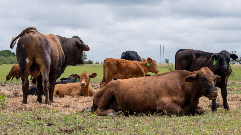 USDA adds 10 companies to Product of USA label for meat and poultry