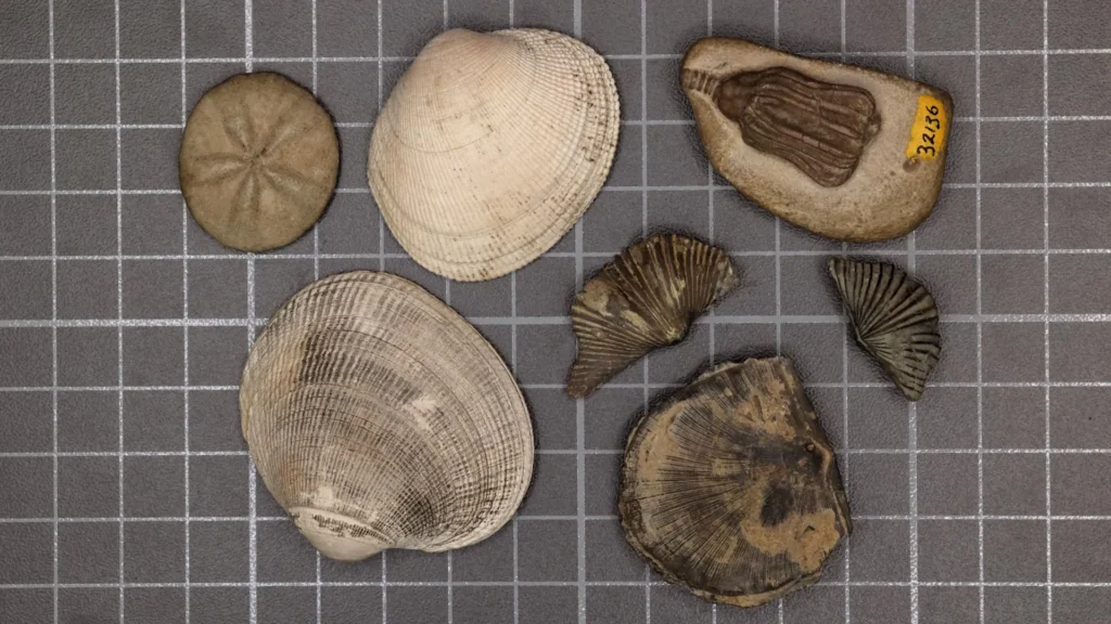 Scientists finally solved the mystery of Earth’s greatest mass extinction