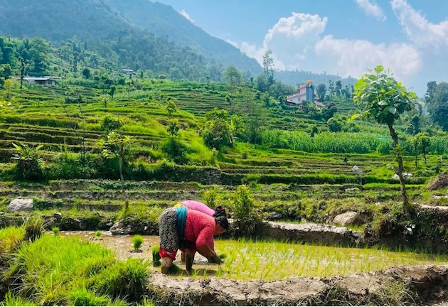 Dry Monsoon in South Asia: Looming Fears of Agricultural Loss, Extreme Heat, and Disaster — Global Issues
