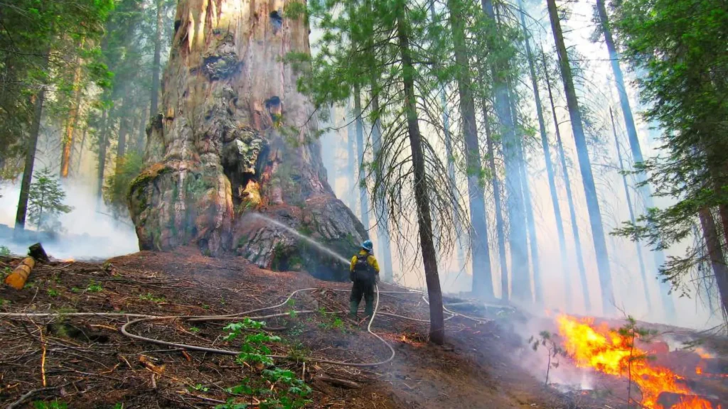 One of the best ways to save lots of large sequoias could also be extra fireplace
