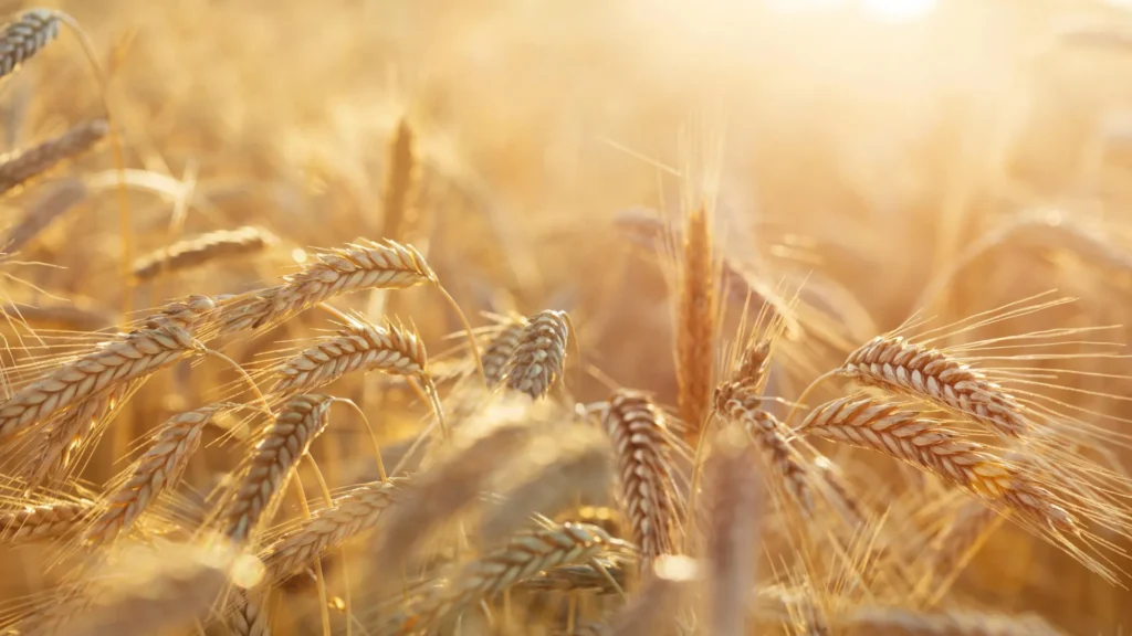 Scientists solve a 30-year rye pollen mystery that could transform cancer research