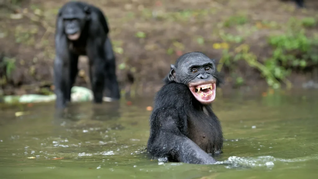 Great ape laughter reveals a hidden origin of human speech
