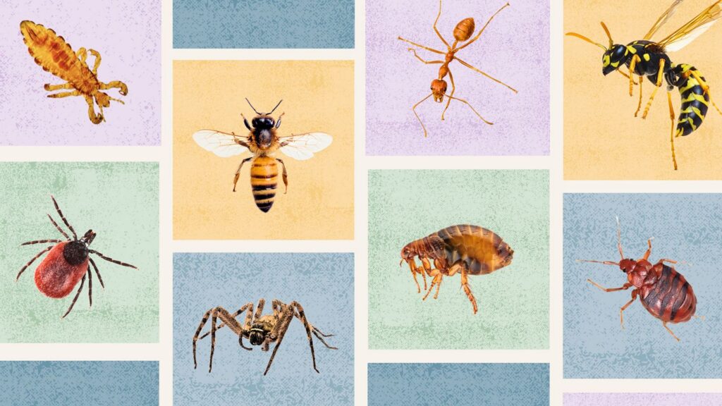 What Bit Me? How to Identify Common Bug and Insect Bites